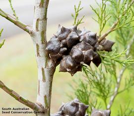  Cone:    Callitris rhomboidea , female, seed-producing cones; Photo by South Australian Seed Conservation Centre, used with permission
